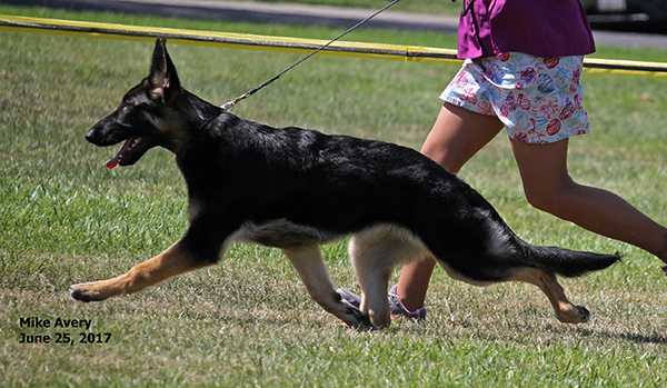 Hessen's French Kiss of Mariner | German Shepherd Dog 