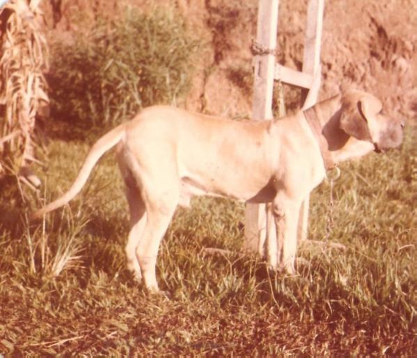 ADROS DO VALE DE BRAGANCA | Fila Brasileiro 