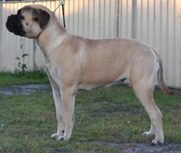 Stennaroo Takin A Chance | Bullmastiff 