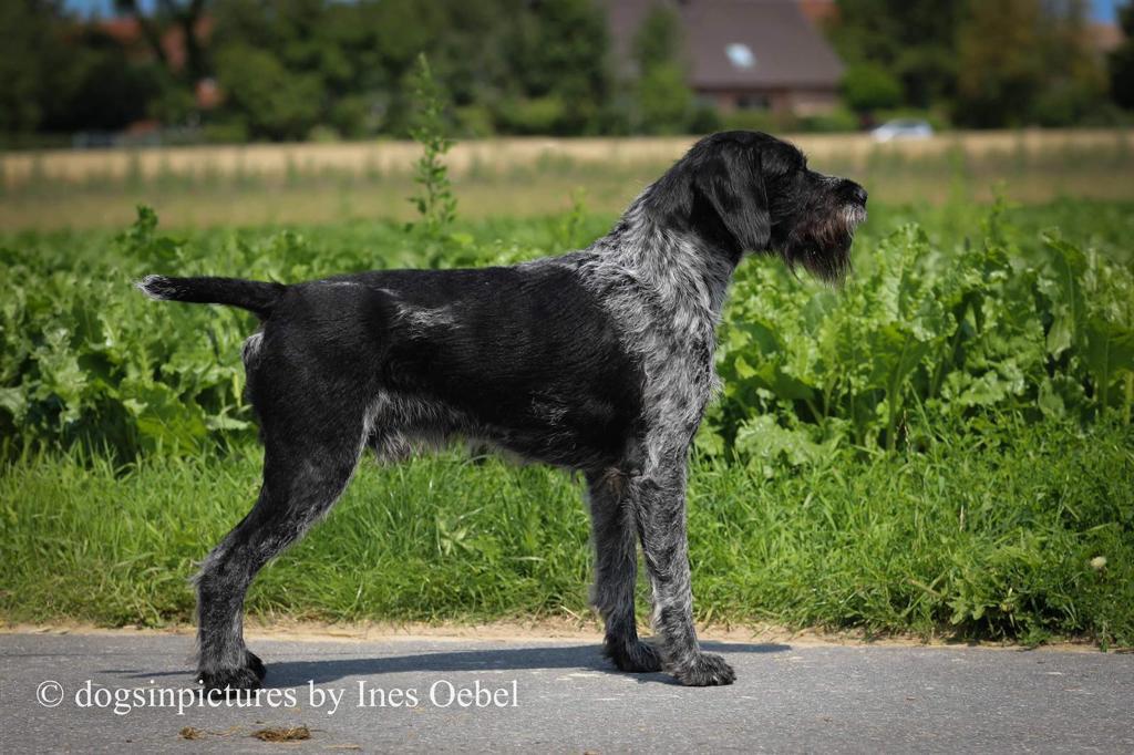 Havas vom Hechtsgraben | German Wirehaired Pointer 