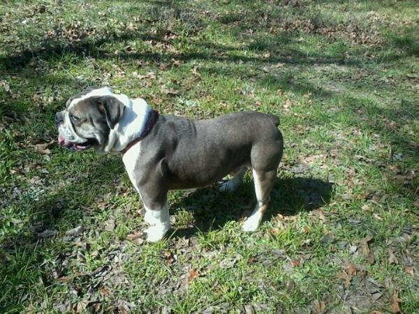 Creepy's Dubbs of Lonestar | Olde English Bulldogge 