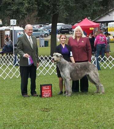 Molly O'Connor | Irish Wolfhound 