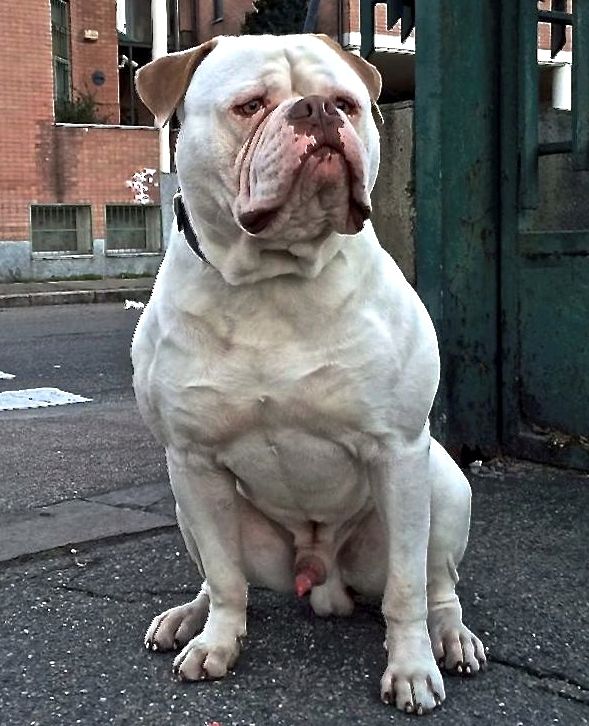Massimo's MIO | American Bulldog 