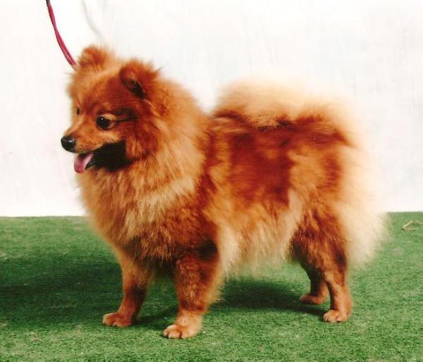 Alisone du Haut Pacquis | German Spitz 