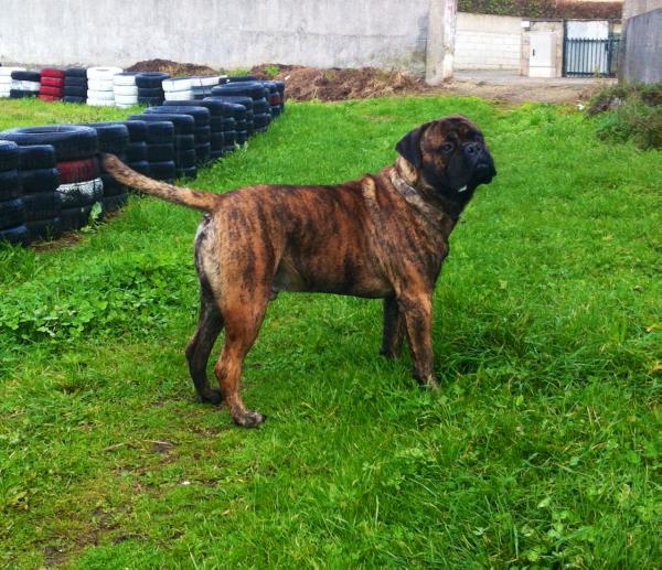 Tripoli da casa alto cristelo | Bullmastiff 