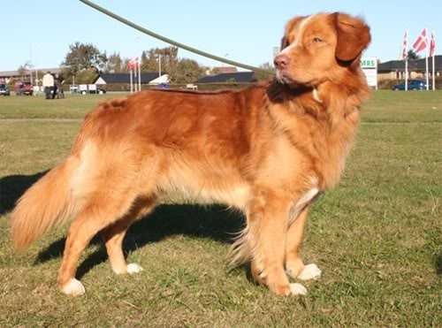 ANDELOKKEREN´S RODE OSKAR | Nova Scotia Duck Tolling Retriever 