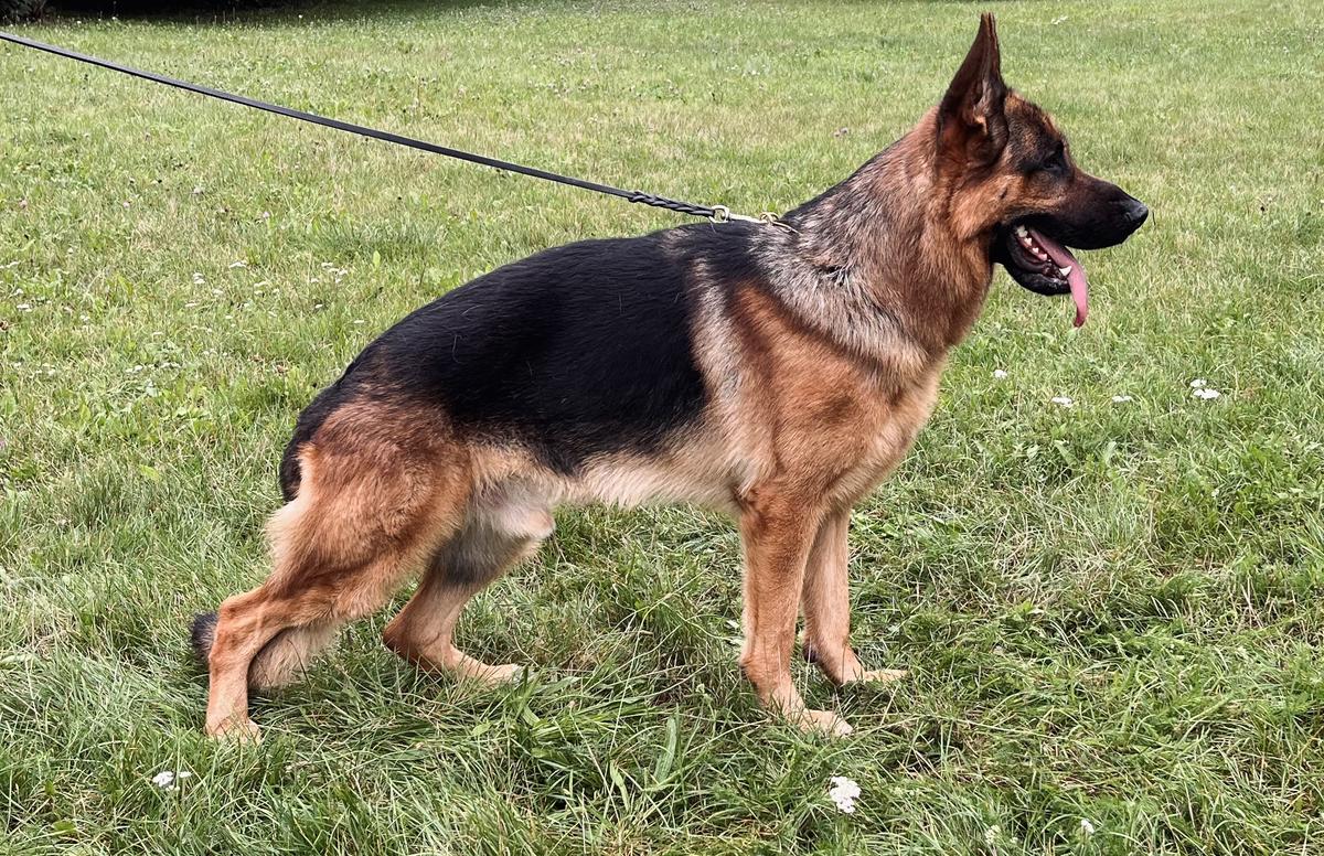 Vayo vom Hühnegrab | German Shepherd Dog 