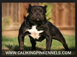 CALI KINGPIN'S BLACK WIDOW | American Pit Bull Terrier 