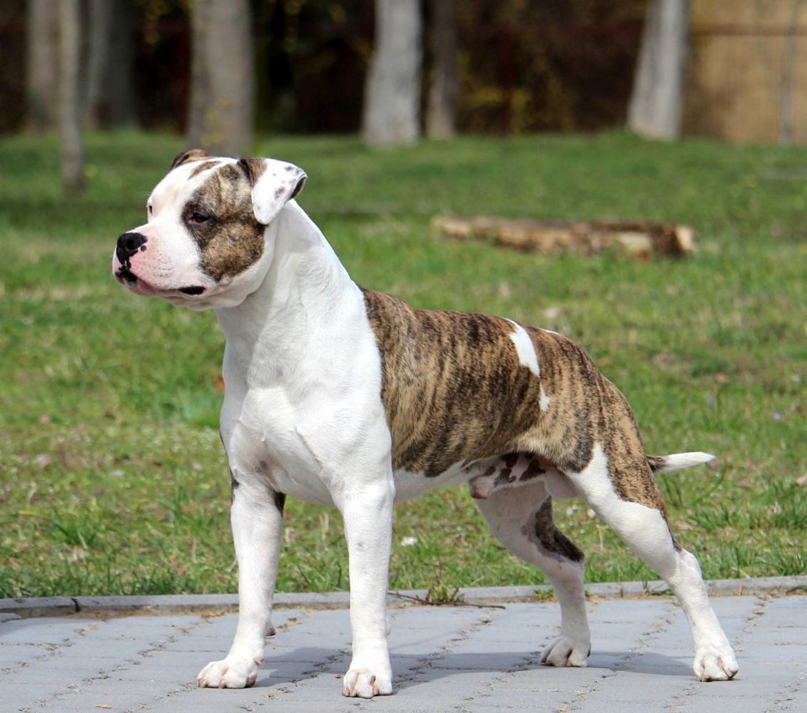 Tiger Tattoo's Vito Corleone | American Staffordshire Terrier 