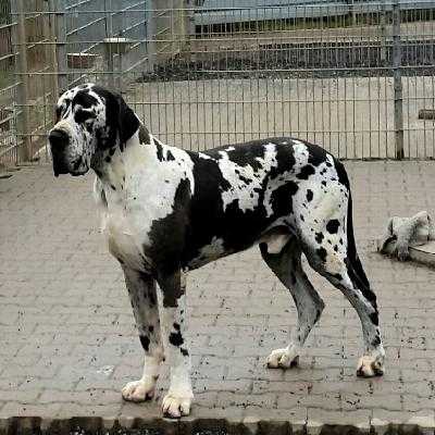 Giovanni Von Blue Ground | Great Dane 