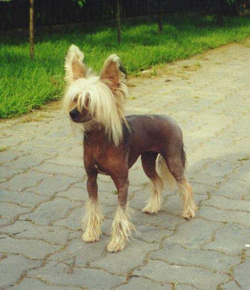 Pahlavi Wile E Coyote | Chinese Crested 