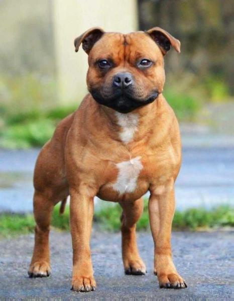 Stormfire London Pride | Staffordshire Bull Terrier 