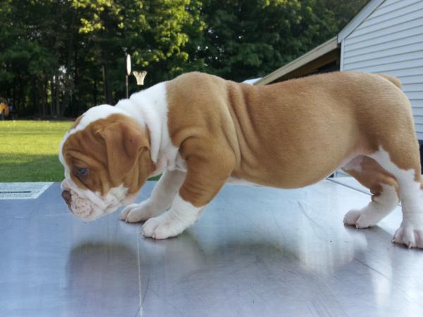 Midmichiganbullys Carmella | Olde English Bulldogge 