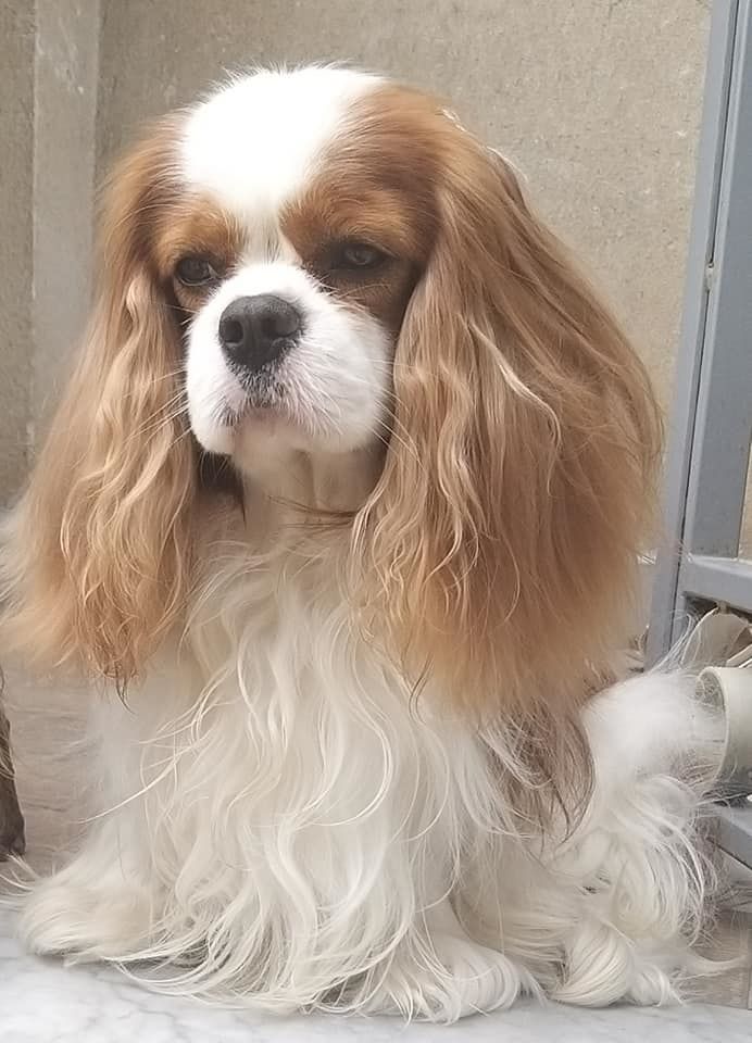 royal story | Cavalier King Charles Spaniel 