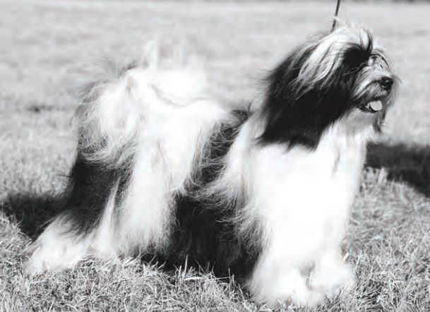 DSCHO UTRA I MYNES' GO | Tibetan Terrier 