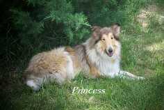 Windy Acres Princess Honey Blossom | Rough Collie 