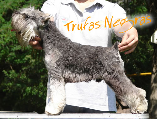Frank Sinatra de Trufas Negras | Miniature Schnauzer 
