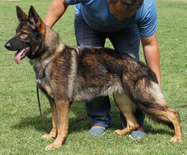 Xula Real K-9 | German Shepherd Dog 