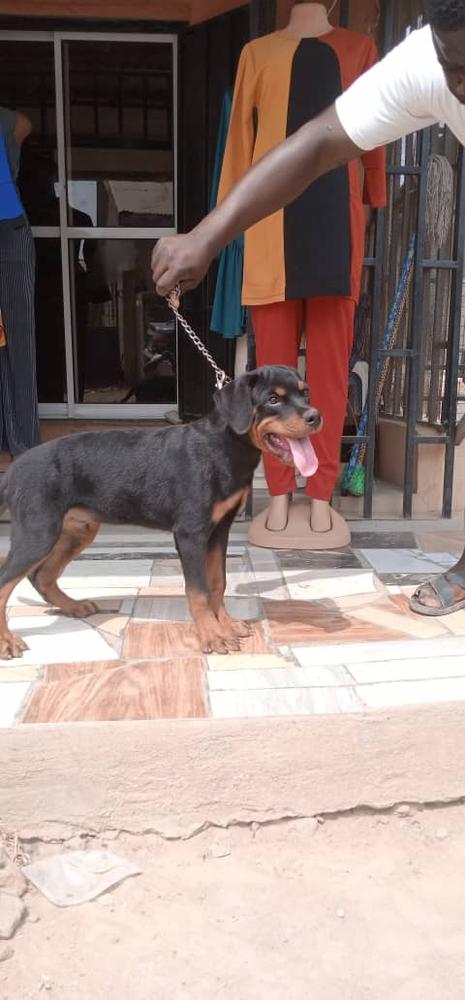 Callisto of BlackDiamondKennel | Rottweiler 