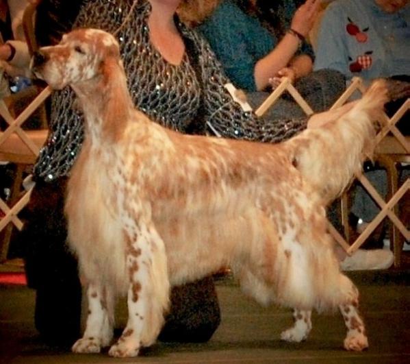 Setr Ridge Aerden Sharp Dres'd Man | English Setter 