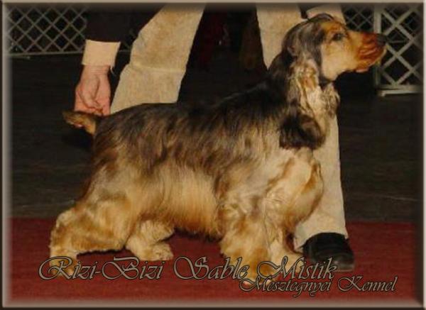 Rizi-Bizi Sable Mistik | English Cocker Spaniel 
