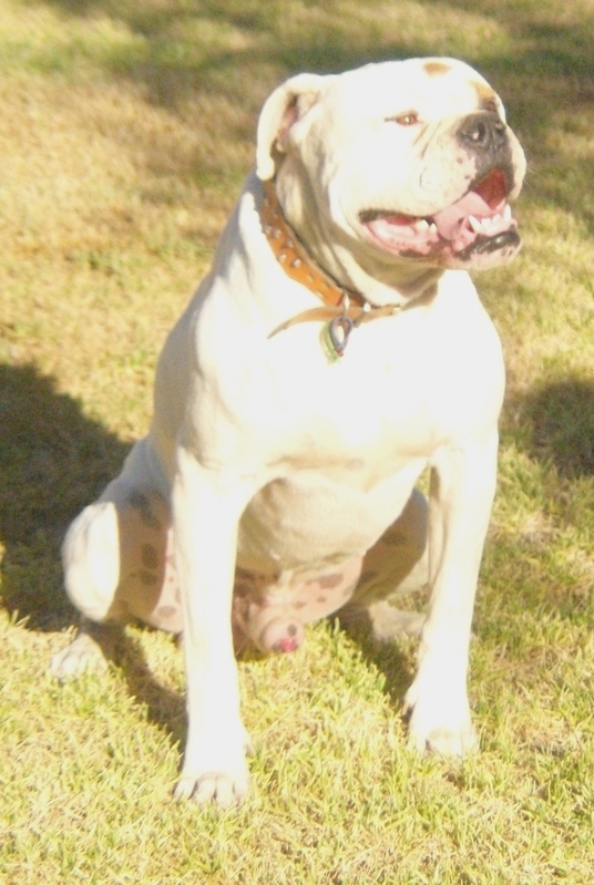 PDJ's Gunji | American Bulldog 