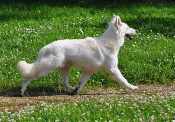 FAMAS des GARDIENS DE BROCELIANDE | White Swiss Shepherd Dog 