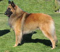 Constantine Bergerac de Hu | Belgian Tervuren 