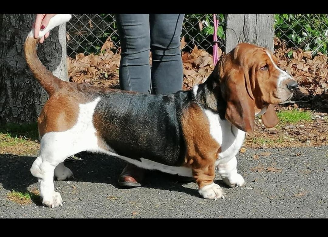 nocciola des treize petites fontaines | Basset Hound 