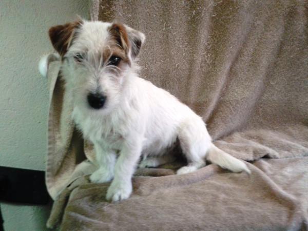 Charlmar Laine of Malamala | Jack Russell Terrier 