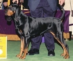 Windbourne Cabaraet | Black and Tan Coonhound 