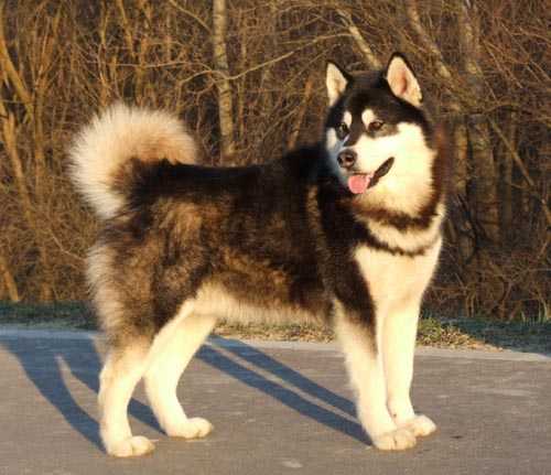 Goldust's Argos Never Forget | Alaskan Malamute 