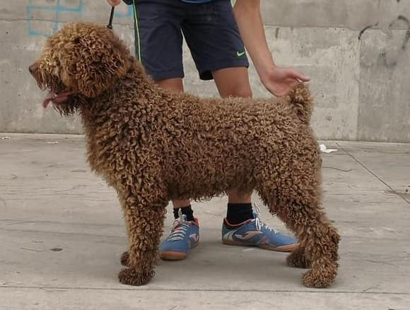 Jalapeño de Rubioalfaro | Spanish Water Dog 