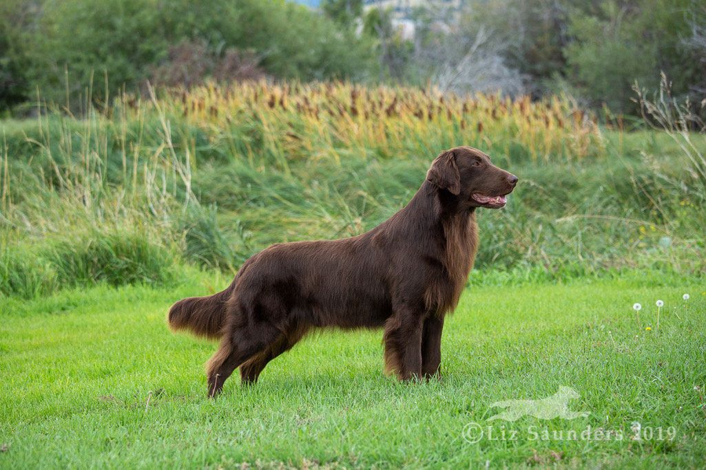 Artic Sun's Pursuing the Dream | Flat-Coated Retriever 