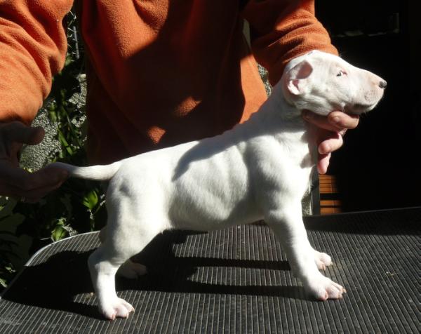 Melián de Ainulindale | Bull Terrier 