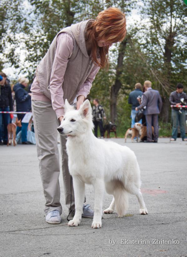 Ice Brilliant Zarina | White Swiss Shepherd Dog 