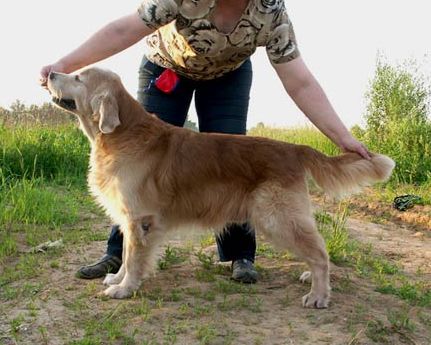 Mr. Morris Staszel | Golden Retriever 