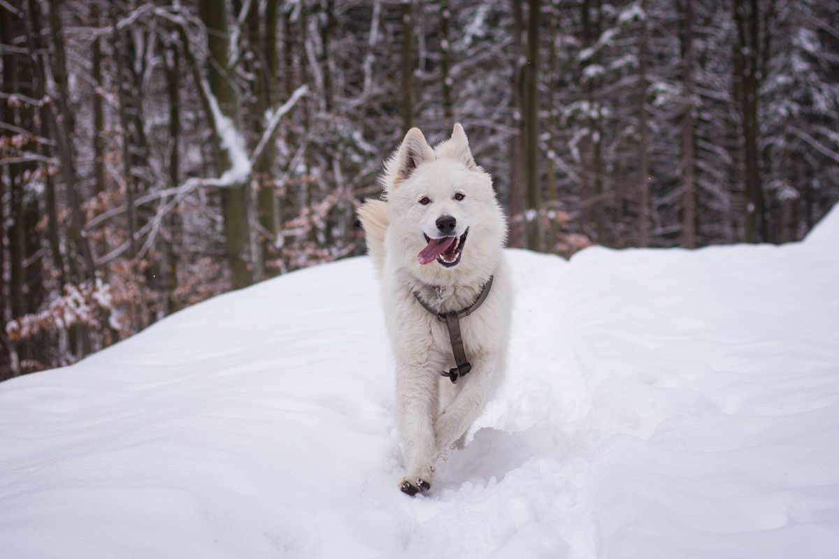 Bumblebee Jambo Nika-Ho | White Swiss Shepherd Dog 