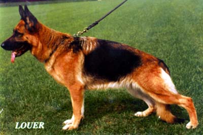 Connie vom Schwitterhook | German Shepherd Dog 