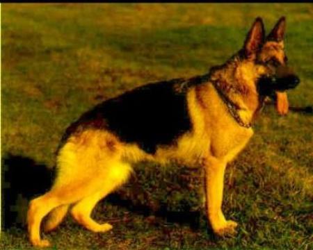 Vienchen von Bewie | German Shepherd Dog 