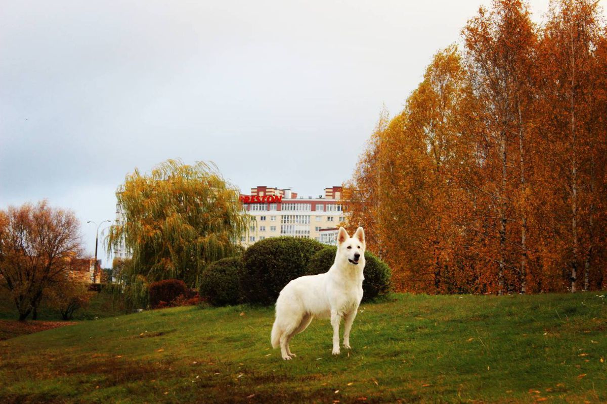 GRAND TIPONI BARONESSA | White Swiss Shepherd Dog 