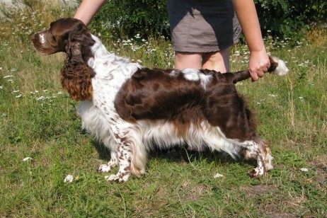 NEVER SAY NEVER Avendesora | English Springer Spaniel 