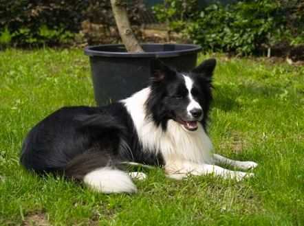 Quellyane Generallee | Border Collie 