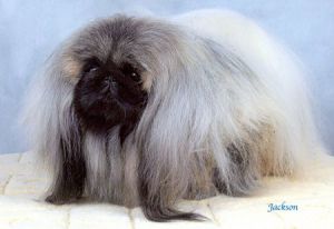 Livanda santana | Pekingese 