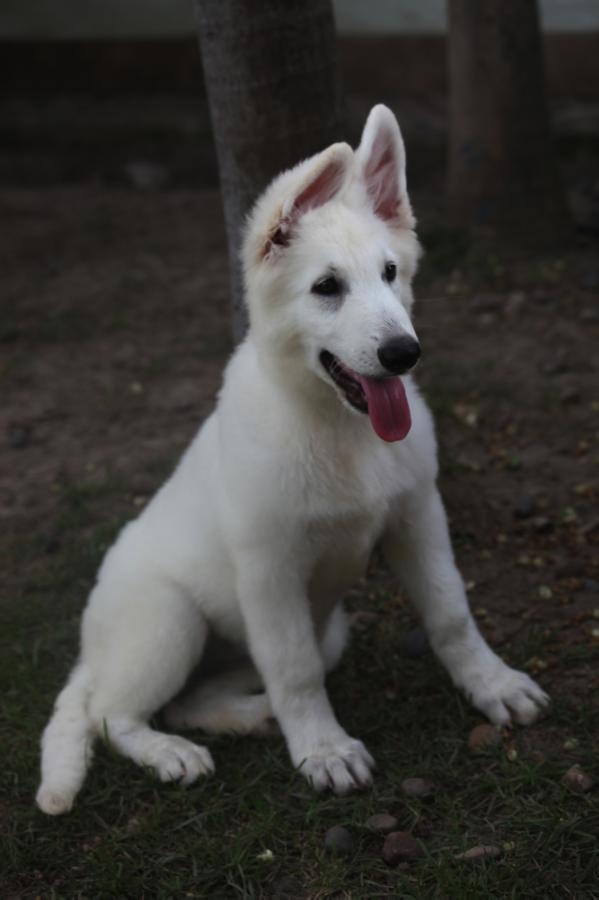 Alfa Paloma of white wolf gang | White Swiss Shepherd Dog 