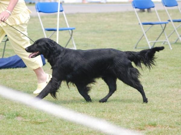 Hopevalley Morning Suprise of Bochilbarley | Flat-Coated Retriever 