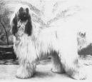 Bletchingley Zelda | Afghan Hound 