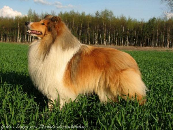 GOLDEN LIPPY vom Rhododendronwaldchen | Rough Collie 