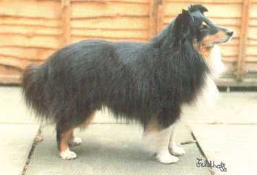 Follyfox Firecracker KCSB | Shetland Sheepdog 