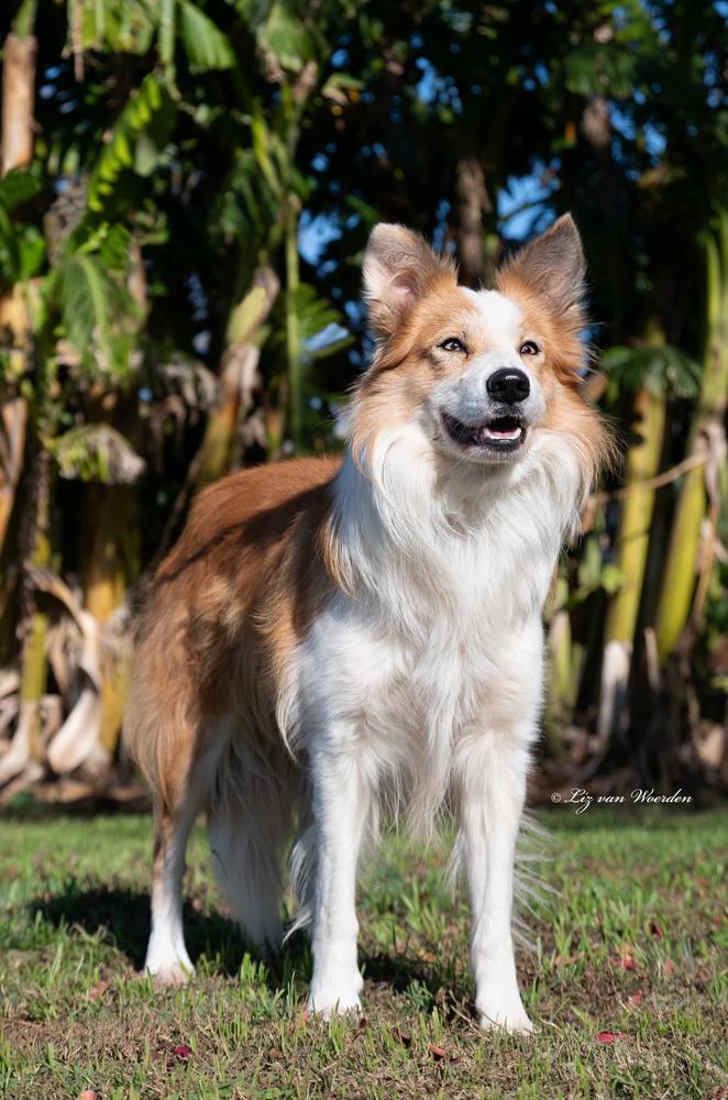 At CCE Valor | Border Collie 